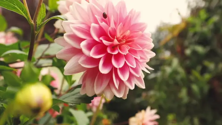 The Refined Approach to Garden Design & Build — Refined Landscapes film still