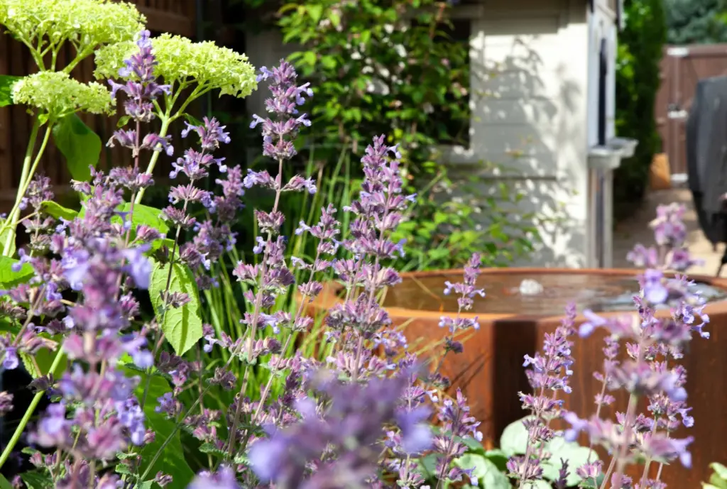 The Curved Lawn — 6