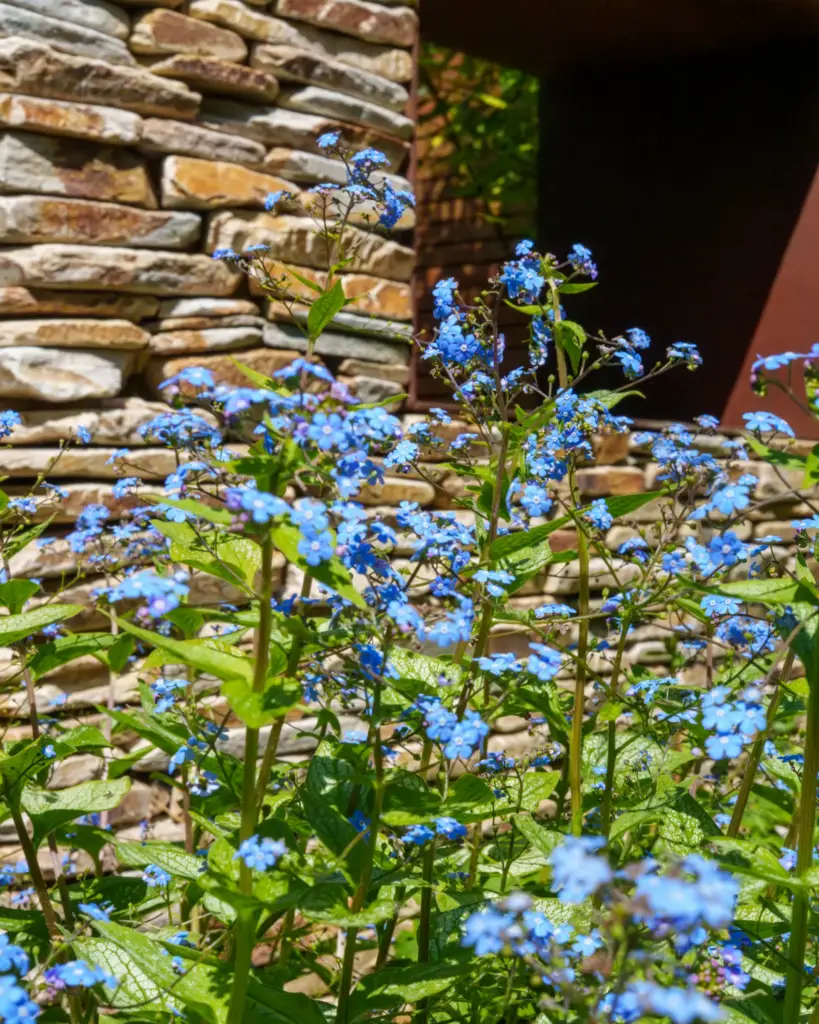 Blue forget-me-nots flowering at the foot of a drystone wall