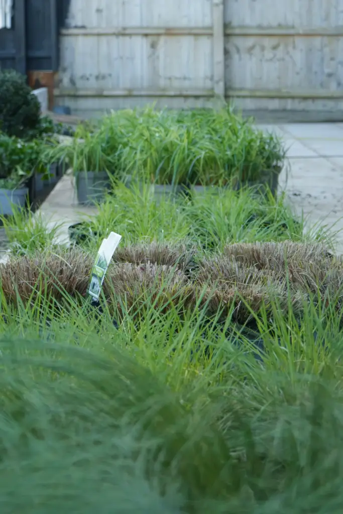 Trays of ornamental grasses lined up on the terrace before planting begins