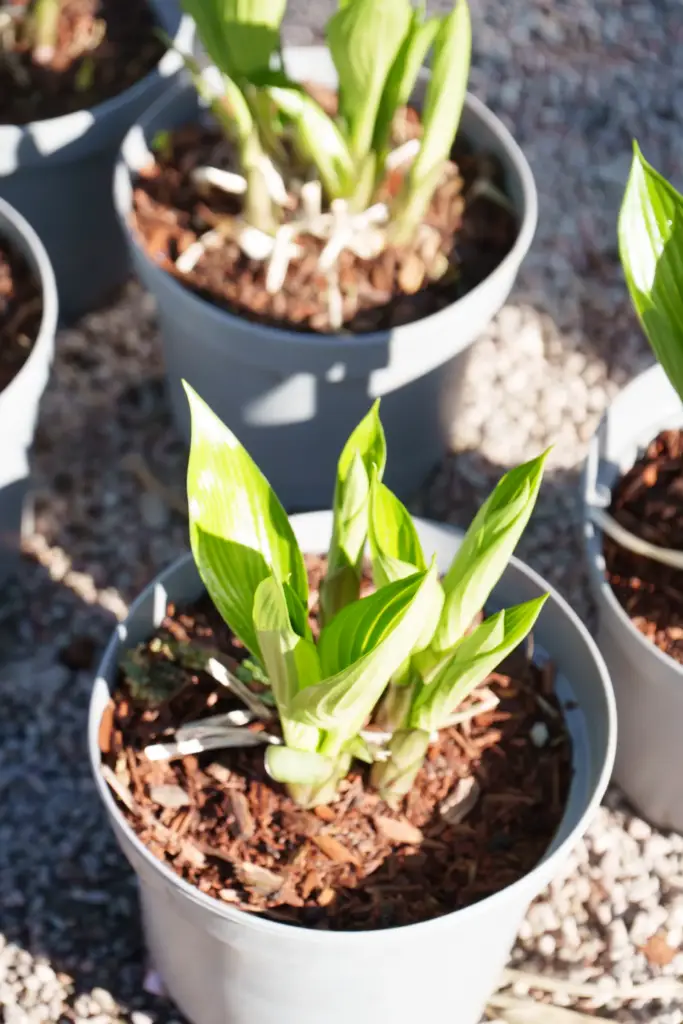 Potted hostas standing on gravel, labelled and waiting to be planted