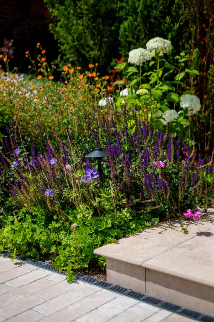 A border of white hydrangeas, salvia and grasses beside stone steps in a finished garden