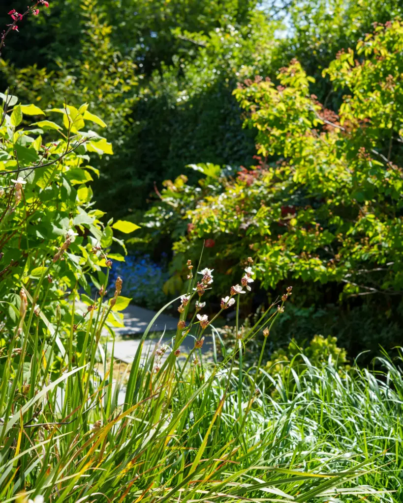 Established layered planting within a completed Refined Landscapes garden