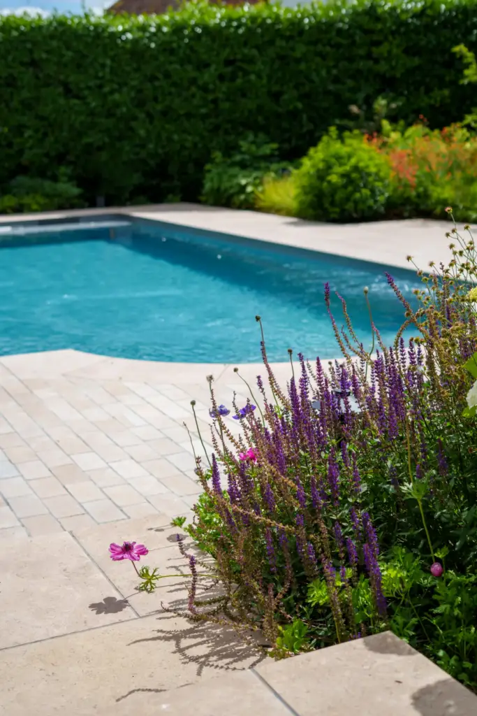 Salvia and grasses softening the stone edge of a swimming pool, with clipped hedging behind