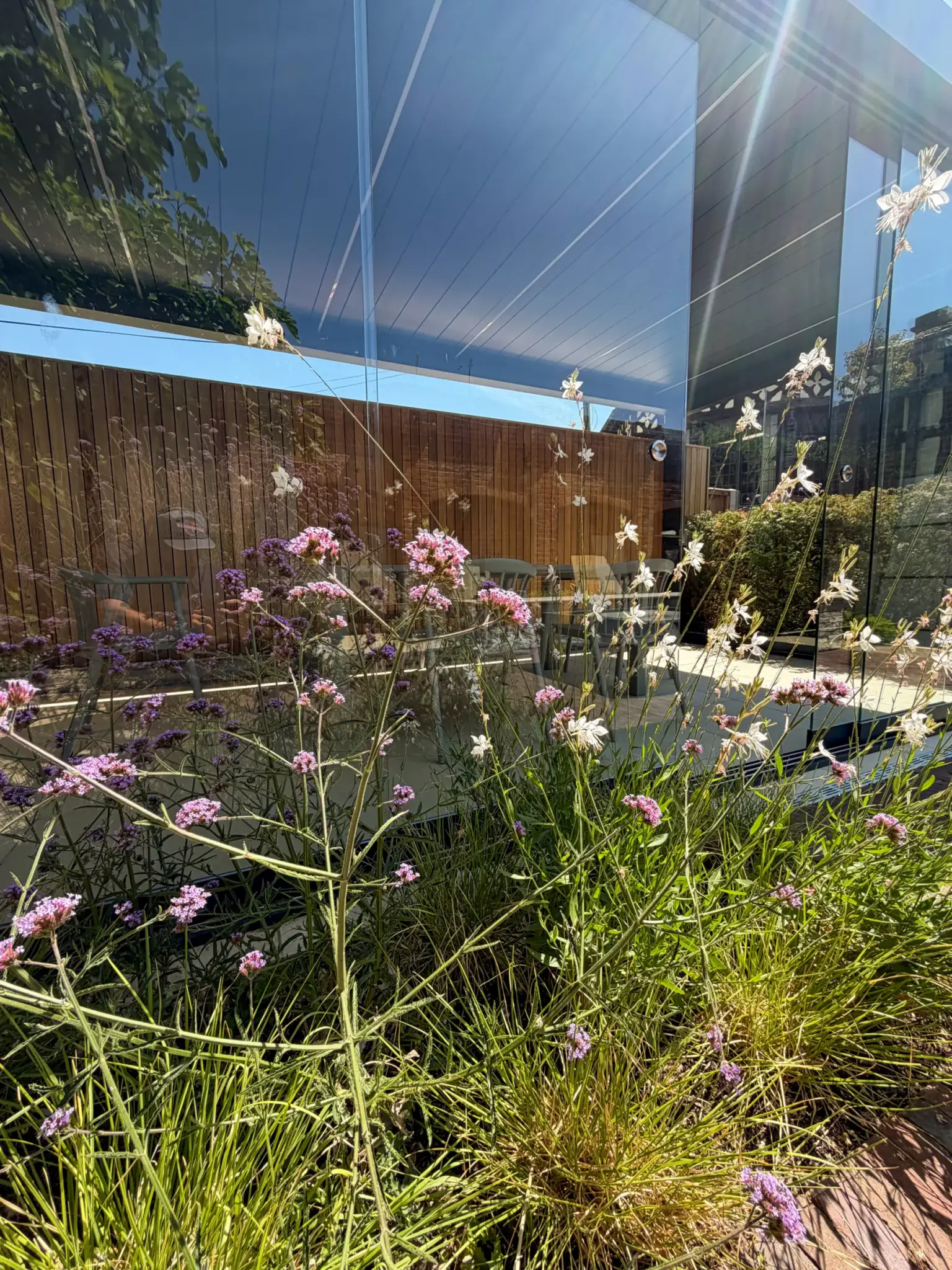 Verbena flowering against the showroom glazing and timber screening