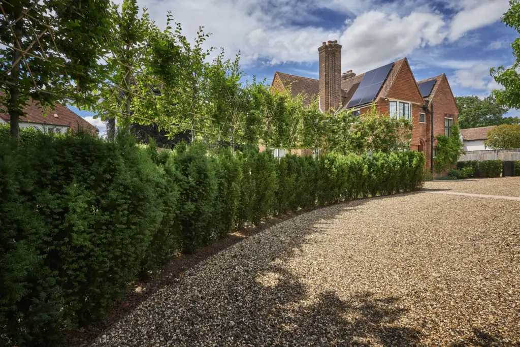 Pleached hedging screening the gravel drive from the garden